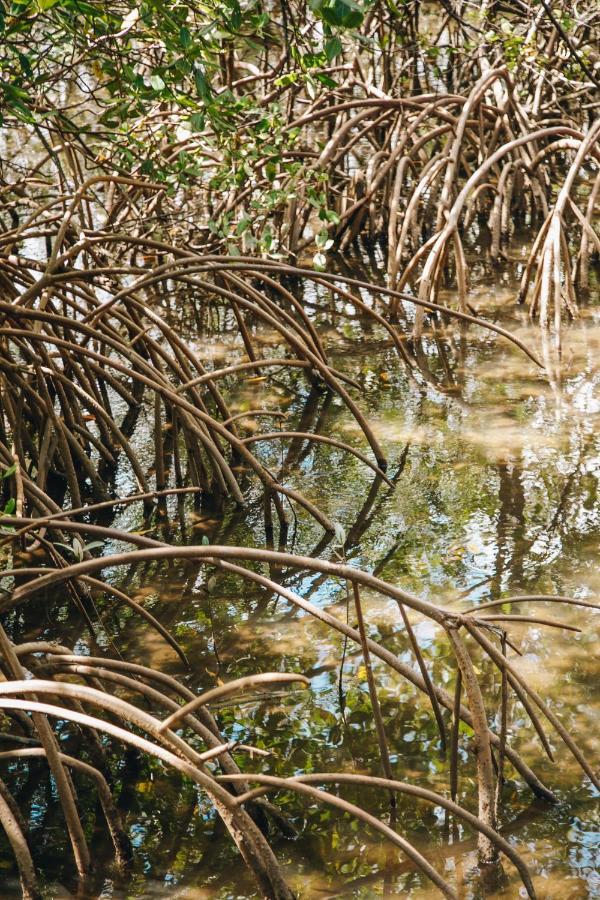 Pousada Reserva Tatuamunha Pôrto de Pedras Exterior foto